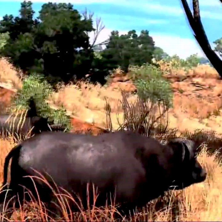 Cabela's Big Game Hunter 2010 Nintendo Wii Game - Screenshot